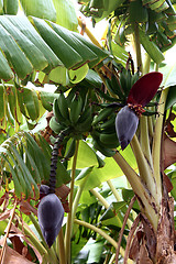 Image showing Bananas