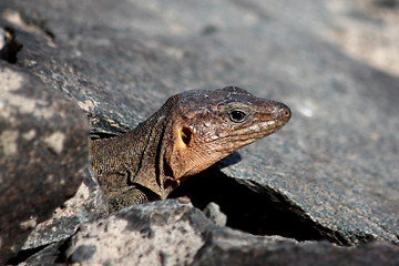 Image showing lizard