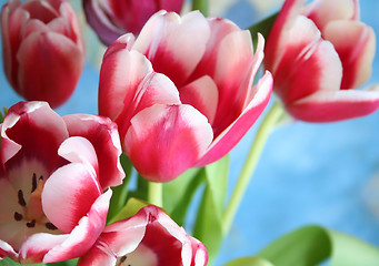 Image showing Bouquet of the fresh tulips on the blue background