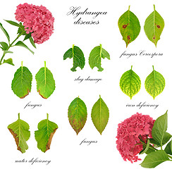 Image showing Diseases of Hydrangea macrophylla  flower  isolated on white background