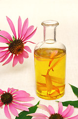 Image showing Coneflower essential  oil in bottle - stillife