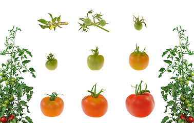 Image showing Evolution of red tomato isolated on white background