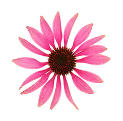 Image showing Echinacea purpurea flower head isolated on white background