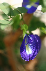 Image showing The butterfly pea