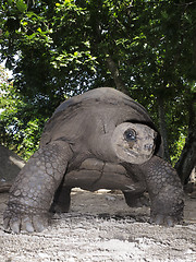 Image showing Giant tortoise