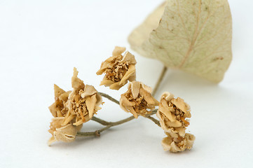 Image showing Dried lime blossom