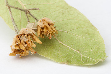 Image showing Dried lime blossom