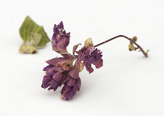 Image showing Dried oregano seasoning