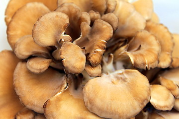 Image showing Maitake Mushrooms