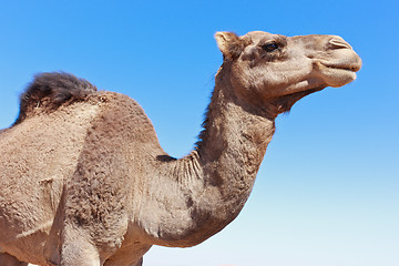 Image showing Lone Camel with blue sky