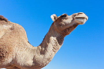 Image showing Lone Camel with blue sky