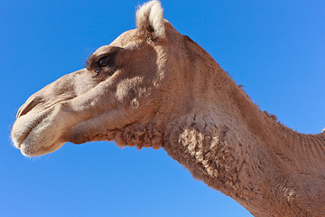 Image showing Lone Camel with blue sky