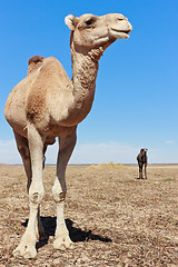 Image showing Lone Camel in the Desert with blue sky