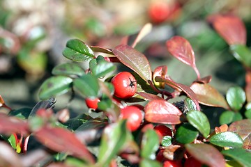 Image showing rowanberry