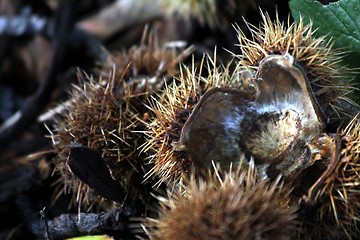 Image showing chestnut shells