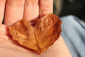 Image showing leaf heart