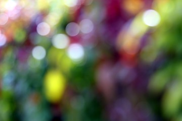 Image showing colorful ivy blur