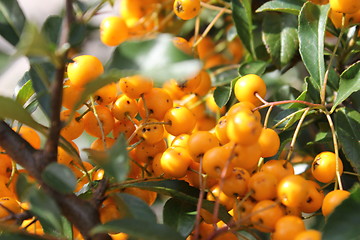 Image showing rowanberry