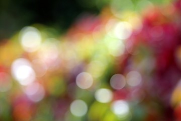 Image showing colorful ivy blur