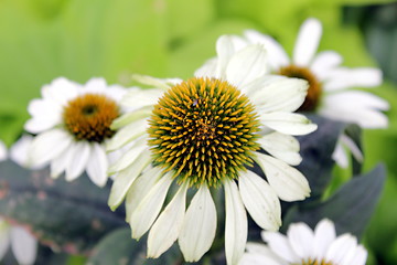 Image showing marguerite flowers