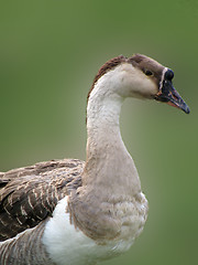 Image showing goose