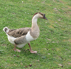 Image showing goose in a yard 