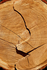 Image showing Texture of cut oak 