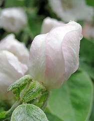 Image showing quince tree blossom