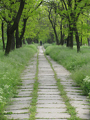 Image showing path in a park