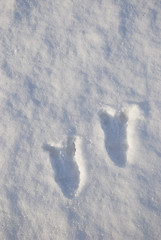 Image showing Deer feet imprints 