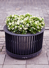 Image showing Modern flower pot with blooming flowers in it.