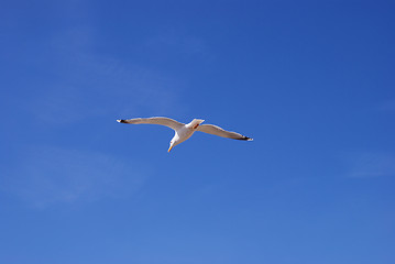 Image showing Flying white seagull 