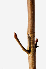 Image showing Young maple stem with buds 