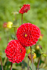 Image showing Red dahlia flowers 