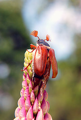 Image showing Maybug preparing to fly 