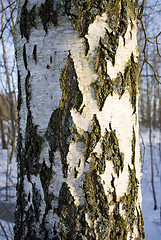 Image showing Texture of the birch trunk bark 