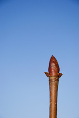 Image showing Maple bud 