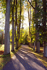 Image showing Sunny autumn alley 