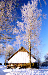 Image showing Frosted birch near old farm building 