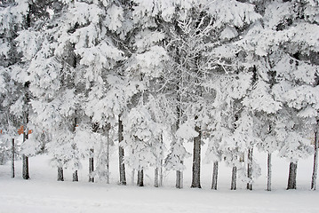 Image showing Richly frosted trees 