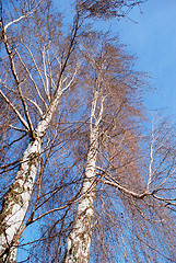 Image showing Birches without leaves 