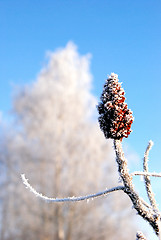 Image showing White frost 