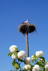 Image showing Baby stork in the nest 
