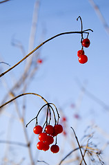 Image showing Red viburnum   berries in winter 