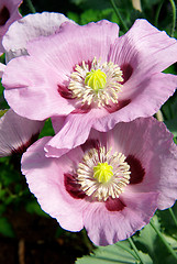 Image showing Nutritional blooming poppies 