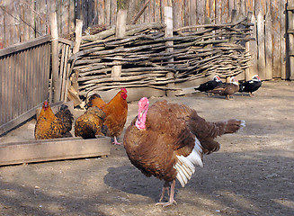 Image showing poultry yard