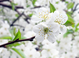 Image showing cherry tree blossom 
