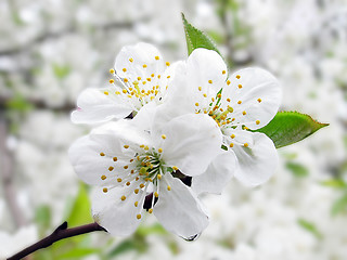 Image showing cherry tree blossom 