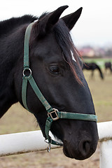 Image showing Black Kladruber horse