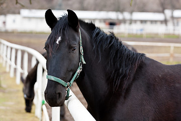 Image showing Black Kladruber horse